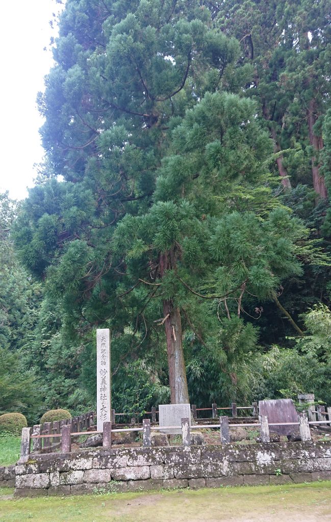 妙義神社の大杉