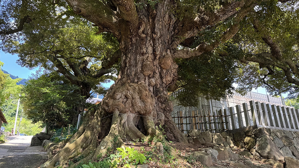 霊木(スダジイ)